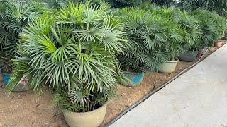 Rhapis excelsa from China Zhizhi Agricultural export plants 棕竹 金山棕 [upl. by Joerg]