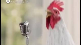 Chicken song [upl. by Ludmilla]