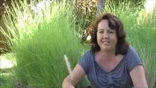 Aromatherapy  Vetiver Essential Oil  Lydia Bosson [upl. by Dogs]