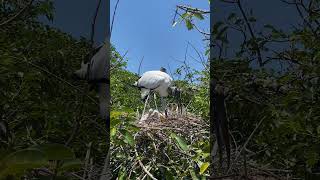 Wood Stork Nesting with Babies in Delray Beach Florida [upl. by Alemac]