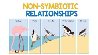 Non Symbiotic Relationships  Biology Animation [upl. by Bo637]