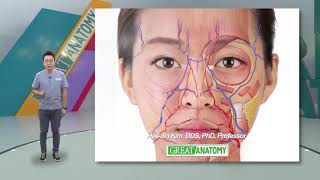 Chapter 1 Essential vascular and clinical anatomy for the forehead filler augmentation procedure [upl. by Damahom656]