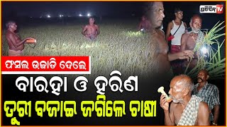 ବିଲରେ ପେଁ କାଳୀ ବଜେଇ ବଜେଇ ରାତି ଅନିଦ୍ରା  fear of losing crop from wild boar and deer Astaranga Puri [upl. by Bekelja]