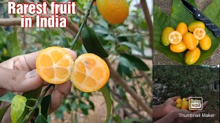 Rarest fruit Gold Orange  Kumquat fruit that burns unwanted fat Citrus fruit [upl. by Aeuhsoj]