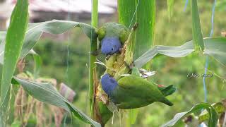 Pionus Parrot Blue head Parrot video and sounds [upl. by Scuram]