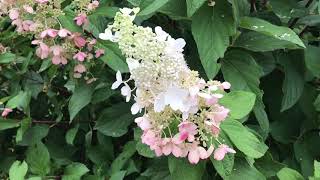 Plant Review Hydrangea paniculata ‘Pinky Winky’ [upl. by Alverson]