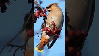 Bohemian Waxwings The Drunk Birds shorts [upl. by Cote]