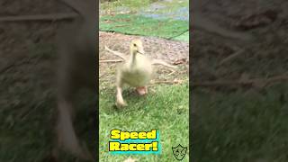 Adorable Baby Goose Running With Wings Spread goose gosling shorts [upl. by Weisburgh696]