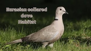 Eurasian collared dove Habitat  How long do collared doves live [upl. by Ryley495]