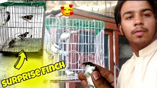 Finally Bengali Finch La Lei 🥰 l Finch l pets vlog l vlog l BLOG VLOG BIRDS 🦚 [upl. by Lange34]