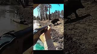 великолепный снимок кабана посреди джунглейchasse hunting wildboar [upl. by Ssew]