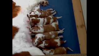 Welsh Springer Spaniel puppies  battle for a place at the milk bar [upl. by Hiasi]