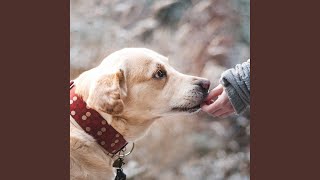 Piano Duo and Alto Saxophone Soundtrack for Monday Puppy Playtime [upl. by Nueoht]