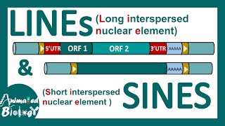 LINEs and SINEs  Poly A retrotransposon  Genetic organization of LINE and SINE  Mol bio [upl. by Attalanta]