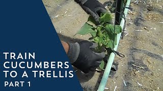 How to Train Cucumbers to a Trellis [upl. by Rintoul]