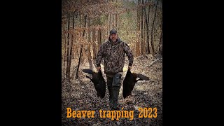 Beaver trapping in South Carolina 2023 part 1 [upl. by Amimej12]