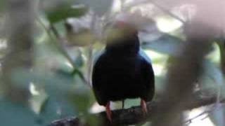 Lancetailed Manakin Chiroxiphia lanceolata [upl. by Friday]