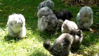 My Blue and Splash Silkie Chickens Landscape the Yard [upl. by Andromada]