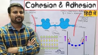 Cohesion and Adhesion हिंदी में [upl. by Ridinger]