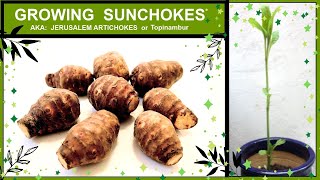 Growing Sunchokes Jerusalem Artichokes in Containers or Pots [upl. by Eedak309]