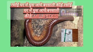 Millipedes in home all is well entertainment 😜alliswell2714 videos [upl. by Dacey]