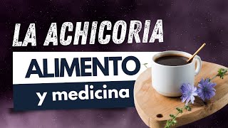 Las propiedades medicinales de la achicoria Plantas silvestre comestible y medicinal Chicorium [upl. by Azne323]