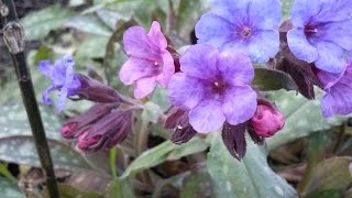 Pulmonaria officinalis medicinal plant [upl. by Aiuqat]