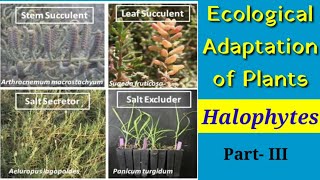 Adaptation in Plants  Xerophytes Hydrophytes Halophytes  Organisms and Populations  Class 12NEET [upl. by Kathy633]