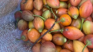 Tamarillo sauce [upl. by Sell]