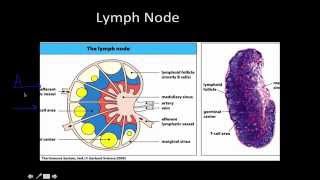 Immunology Primary and Secondary lymphoid Tissue [upl. by Hocker]