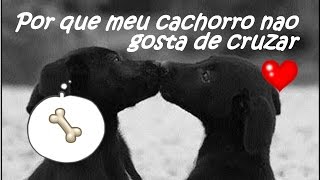 Meu cachorro NAO GOSTA de CRUZAR  a CADELA nao gosta do MACHO petcarol torodepalpite [upl. by Charin]