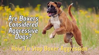 Are Boxers Aggressive Dogs 🦮 How To Stop Boxer Aggression 🐕 Causes Of Aggression In Boxers [upl. by Keffer]