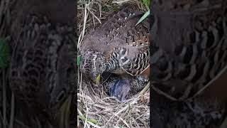 Wilds Quail Protect Nest quailsound birds nature wildlife wildbirds birdsounds birdslover [upl. by Laurella]