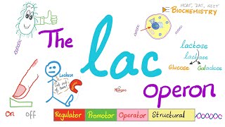 Lac Operon amp Trp operon  Regulator Promotor Operator  A Comprehensive Explanation from A to Z [upl. by Jagir]