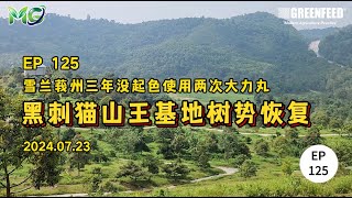 EP125 雪兰莪州三年没起色使用两次大力丸黑刺猫山王基地树势恢复 20240723 [upl. by Nottnerb]