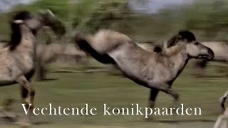 Paarden vechten in slow motion [upl. by Mirabel124]