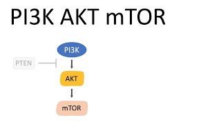 PI3K AKT mTOR Pathway and the effects [upl. by Garvey]