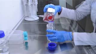 Hücre Kültürü ve Aseptik Teknikler  Cell Culture and aseptic Techniques [upl. by Ettezel713]