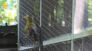 Green Oropendola Psarocolius viridis making a mating call [upl. by Retsila]