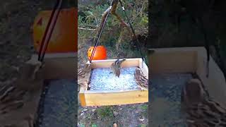 A family of marsh wren were enjoying meals 一群鹪鹩享受谷物。birds 鸟类 birdfeeder wildlife [upl. by Veronike]