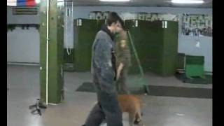 Pitbull VS Criminal  K9 Police Dog Training [upl. by Metcalf]