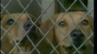 Adopt a Dog Commercial [upl. by Irb]