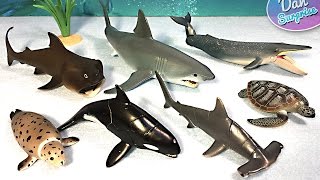 15 SEA ANIMALS NAMES  Great White Shark Whale Manta Ray Beluga Turtle [upl. by Avaria]