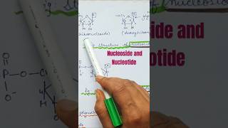 Nucleoside and nucleotide shorts molecularbasisofinheritance [upl. by Ahsiuqal]