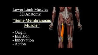 Semimembranosus Muscle Anatomy Origin Insertion Innervation And Action Function Motion [upl. by Eulalia]