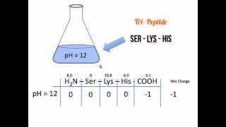 Net Charge of Amino Acids and Polypeptides [upl. by Hazem408]