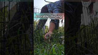 Adorable chirping 💖🐥 chicks chickens freerange crazychickenlady farmlife farmanimals cute [upl. by Tia]