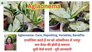 Aglaonema Care Repotting Varieties Benefits एग्लोनिमा करते हैं घर को ऑक्सीजन से भरपूर aglaonema [upl. by Ramas]