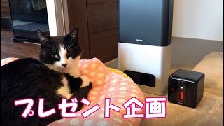 【プレゼント企画】おるすばん見守りカメラPetcubeを使ってみた！ [upl. by Washko623]