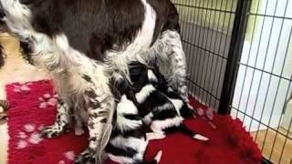 English Springer Spaniel puppies 4 weeks old Litter F [upl. by Aramas]